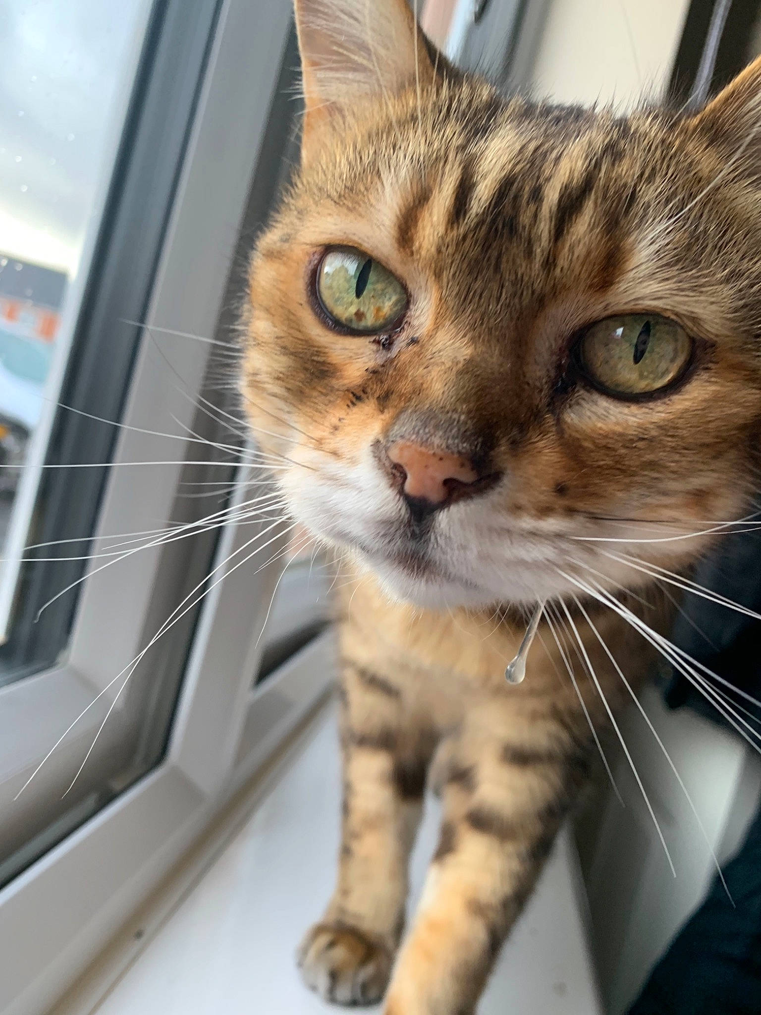 Zeba is registered to the contest to win money with this photo: aegean_cat, american_shorthair, asian, australian_mist, bengal, carnivore, cat, domestic_short_haired_cat, dragon_li, european_shorthair, eye, felidae, kitten, mammal, small_to_medium_sized_cats, snout, tabby_cat, toyger, vertebrate, whiskers