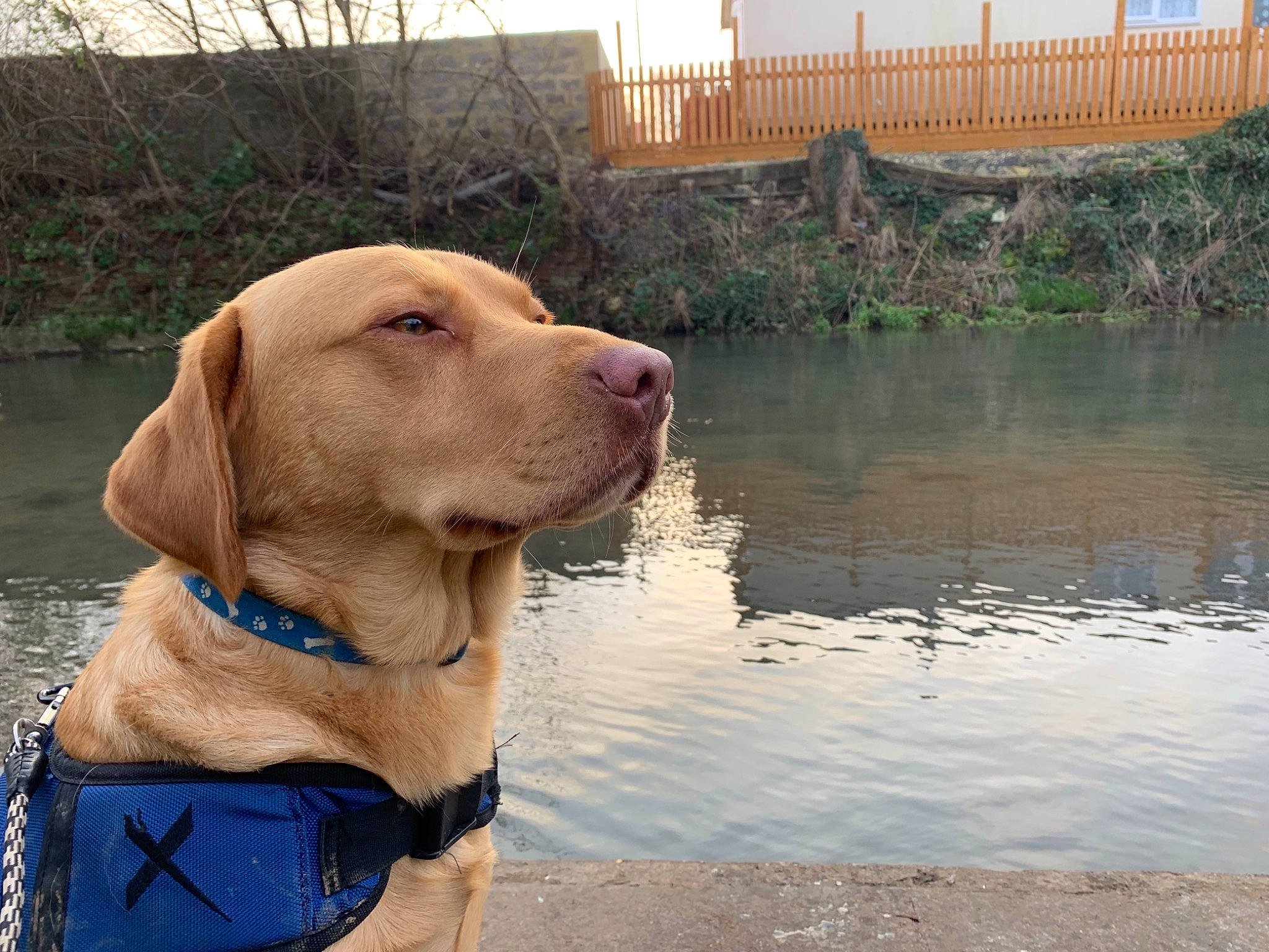 Sam joined the competition — help win amazing prizes! broholmer, canidae, carnivore, dog, dog_breed, fawn, hunting_dog, labrador_retriever, mammal, pointing_breed, retriever, snout, sporting_group, vertebrate, vizsla