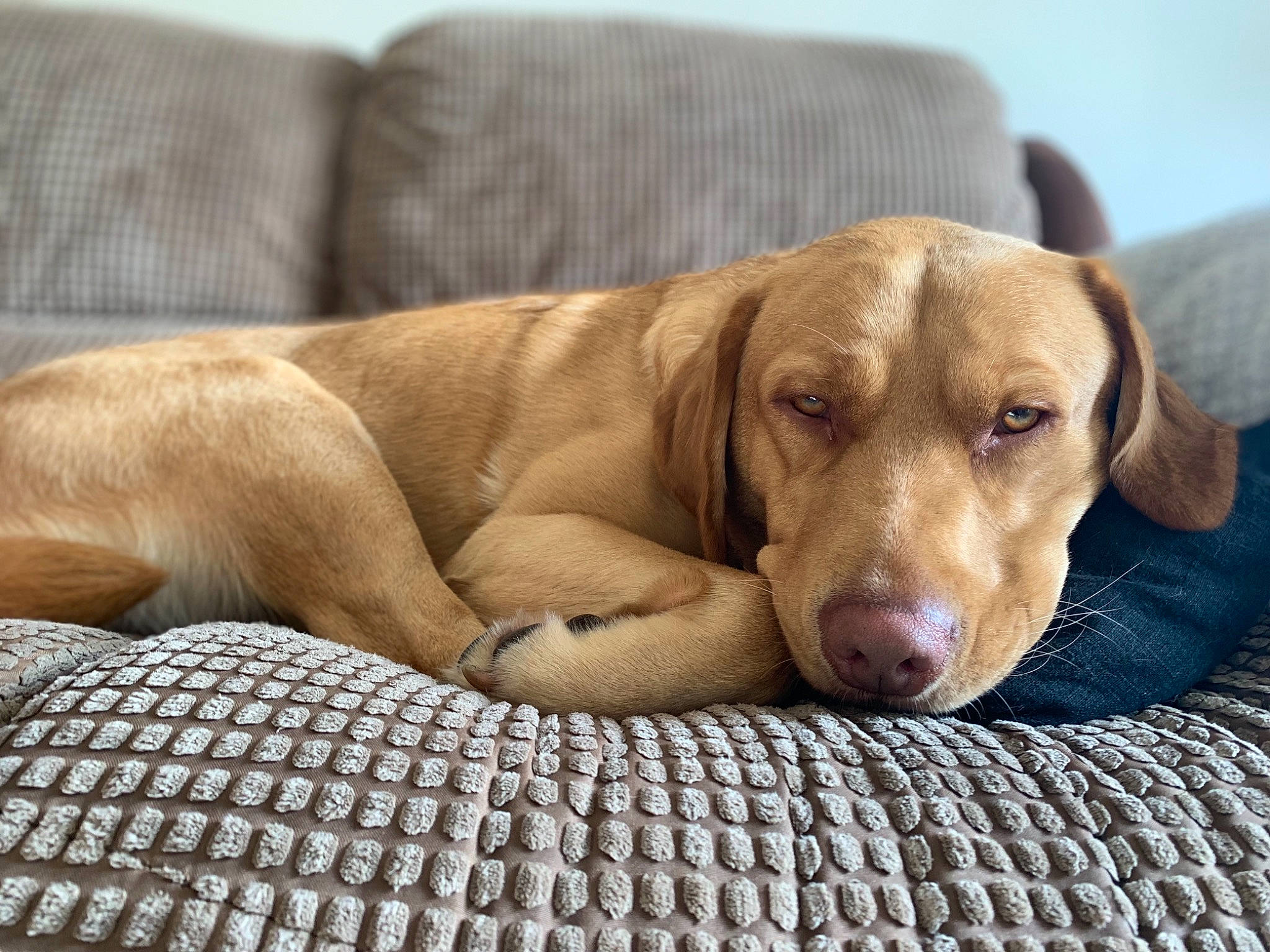 Sam joined the competition — help win amazing prizes! canidae, carnivore, comfort, companion_dog, dog, dog_breed, ear, fawn, hunting_dog, liver, mammal, nap, pointing_breed, rhodesian_ridgeback, sleep, snout, sporting_group, vertebrate, vizsla, weimaraner