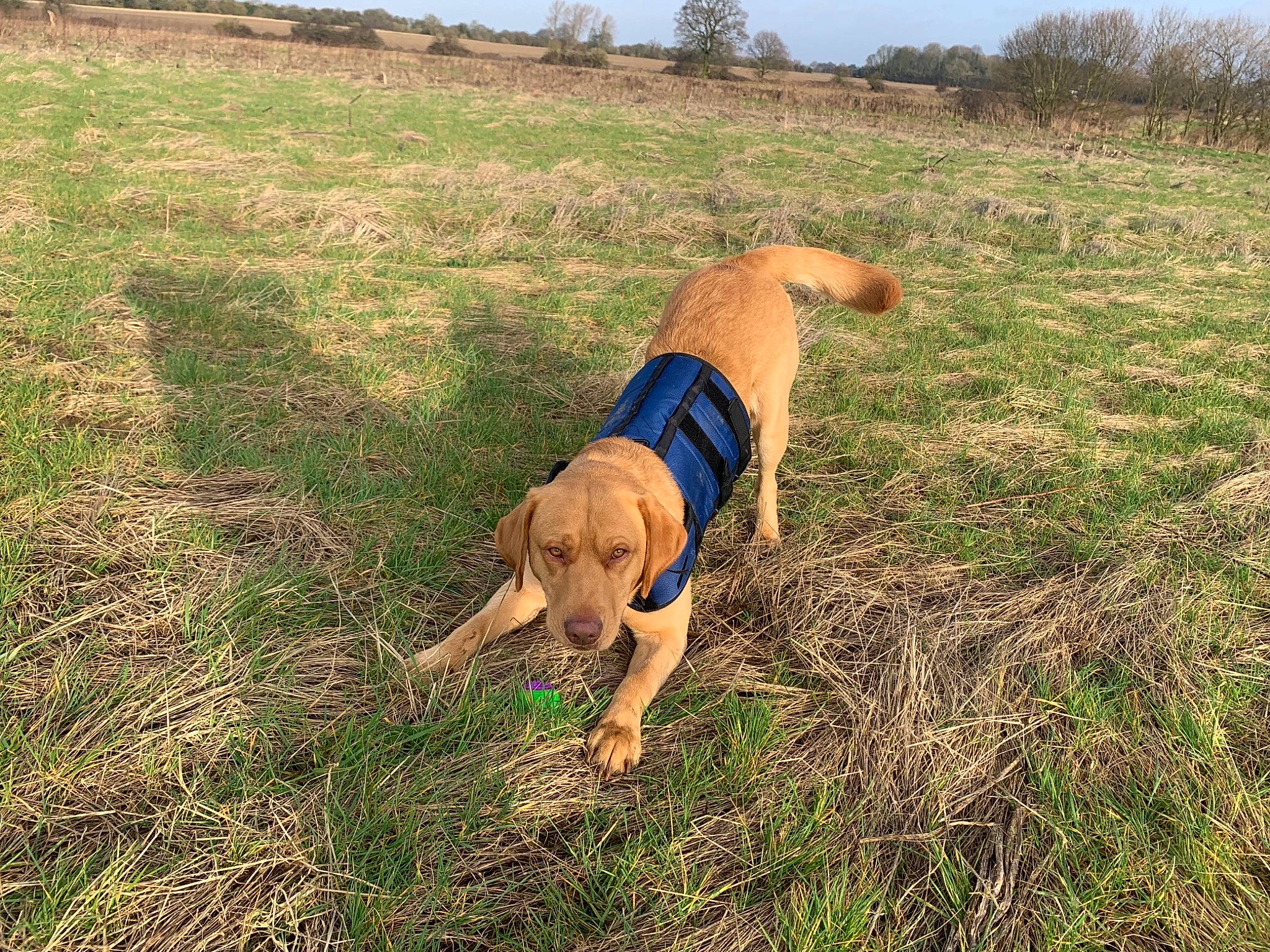 Sam is registered to the contest to win money with this photo: boerboel, broholmer, canidae, carnivore, dog, dog_breed, field_trial, grass, hunting_dog, mammal, mountain, pointing_breed, rhodesian_ridgeback, sporting_group, tosa, vizsla, working_dog