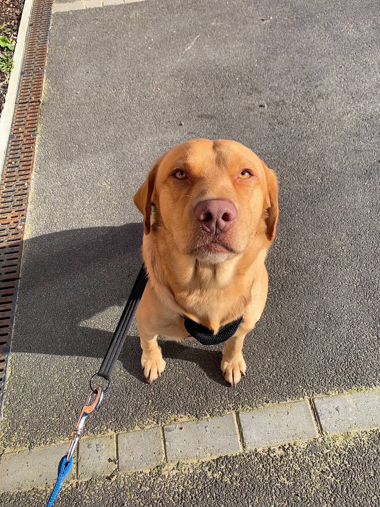 Sam joined the competition — help win amazing prizes! adventure, beagador, canidae, carnivore, companion_dog, dog, dog_breed, dog_walking, fawn, labrador_retriever, leash, puppy, retriever, snout, sporting_group, vizsla