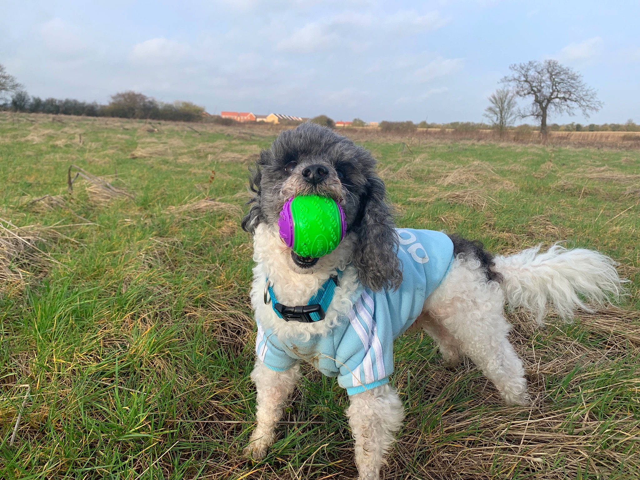 Jack joined the competition — help win amazing prizes! canidae, carnivore, cockapoo, companion_dog, dog, dog_breed, mammal, non_sporting_group, petit_basset_griffon_vendeen, poodle, poodle_crossbreed, rare_breed_dog, sporting_group, vertebrate