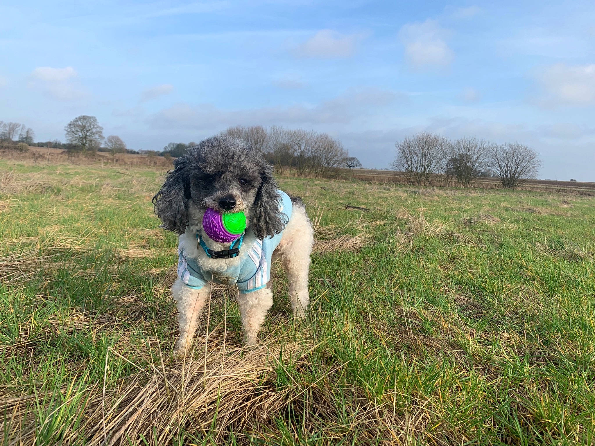Jack is registered to the contest to win money with this photo: canidae, carnivore, dog, dog_breed, hunting_dog, mammal, meteorological_phenomenon, rare_breed_dog, spaniel, sporting_group, stabyhoun, vertebrate, wetterhoun