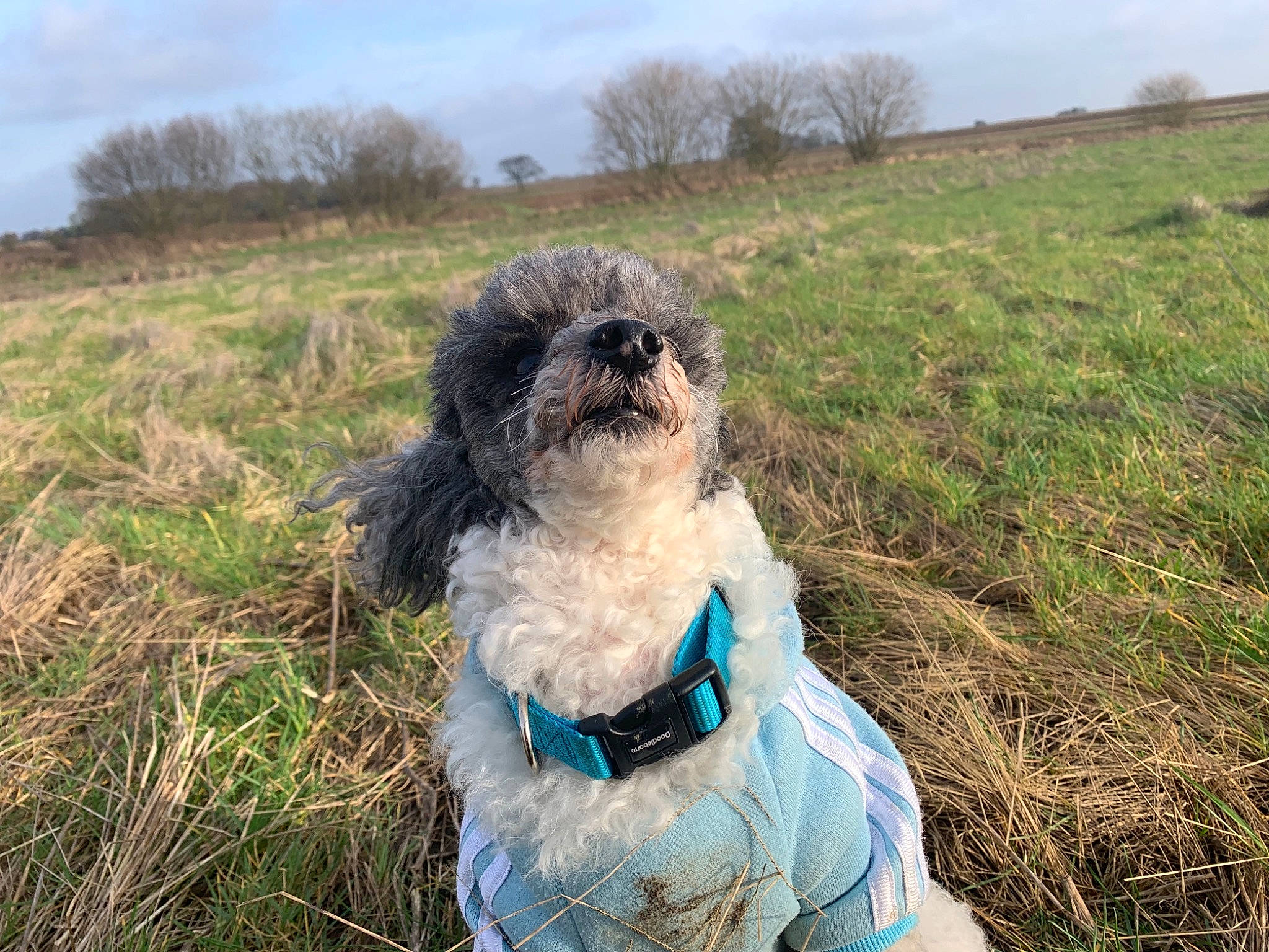Jack is registered to the contest to win money with this photo: adventure, canidae, carnivore, companion_dog, dog, dog_breed, grass, havanese, lhasa_apso, petit_basset_griffon_vendeen, poodle_crossbreed, shih_tzu, sporting_group, toy_dog