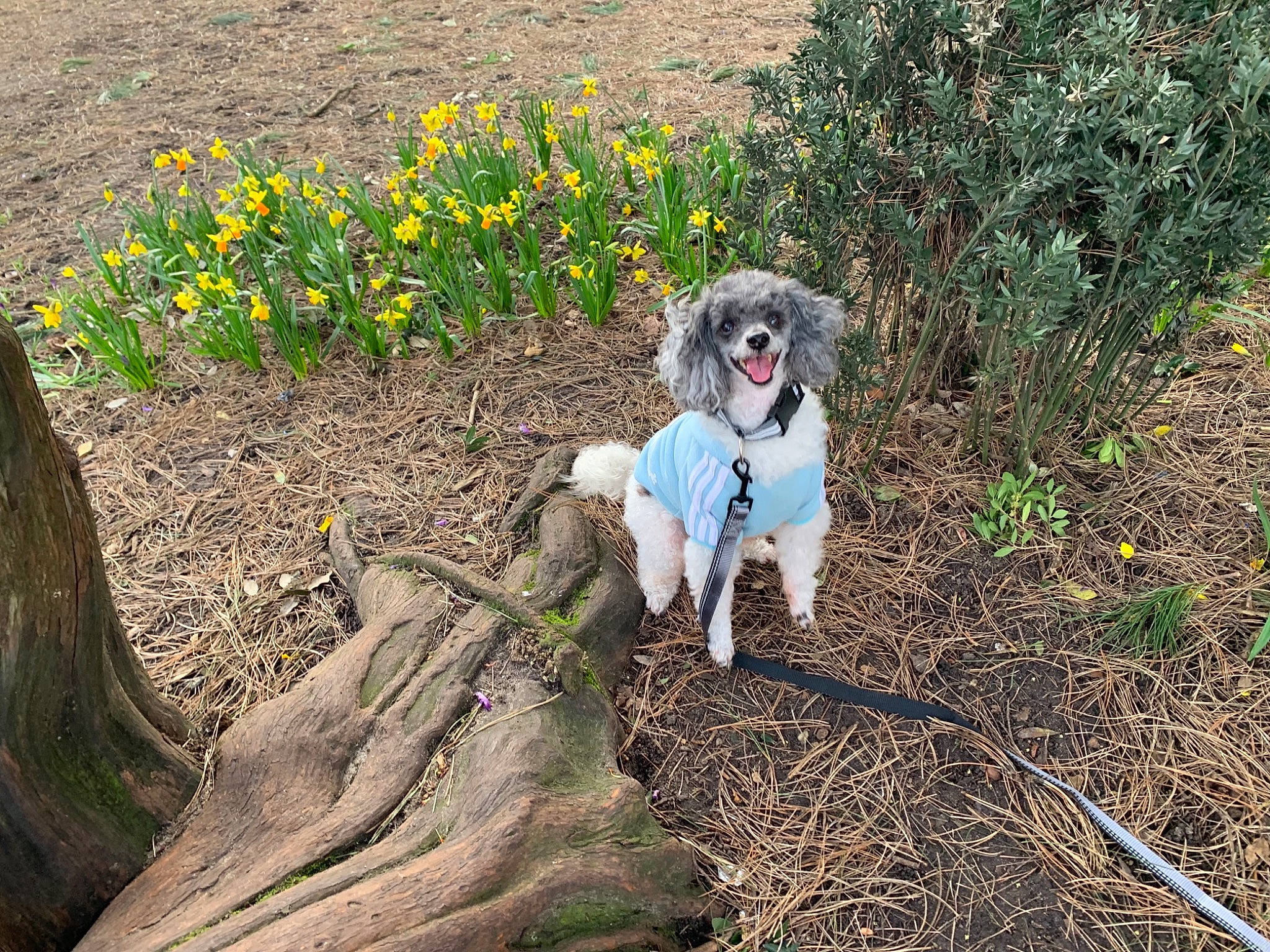 Jack is registered to the contest to win money with this photo: canidae, carnivore, dog, dog_breed, english_setter, field_trial, grass_family, hunting_dog, plant, setter, soil, sporting_group