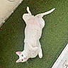Mojito a rejoint le concours — aidez-le/la à gagner de superbes lots ! cat, white_cat, pet, animal, feline, lying_down, upside_down, belly_up, green_grass, artificial_grass, outdoor, garden, flower_petals, pink_ears, golden_eyes, pink_nose, tail, paws, playful, relaxed