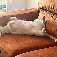 Mojito a rejoint le concours — aidez-le/la à gagner de superbes lots ! cat, white_cat, pet, animal, furry, fluffy, sleeping, relaxed, upside_down, belly_up, paws, whiskers, couch, sofa, cushion, indoor, living_room, sunlight, cozy, funny