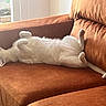 cat, white_cat, pet, animal, furry, fluffy, sleeping, relaxed, upside_down, belly_up, paws, whiskers, couch, sofa, cushion, indoor, living_room, sunlight, cozy, funny