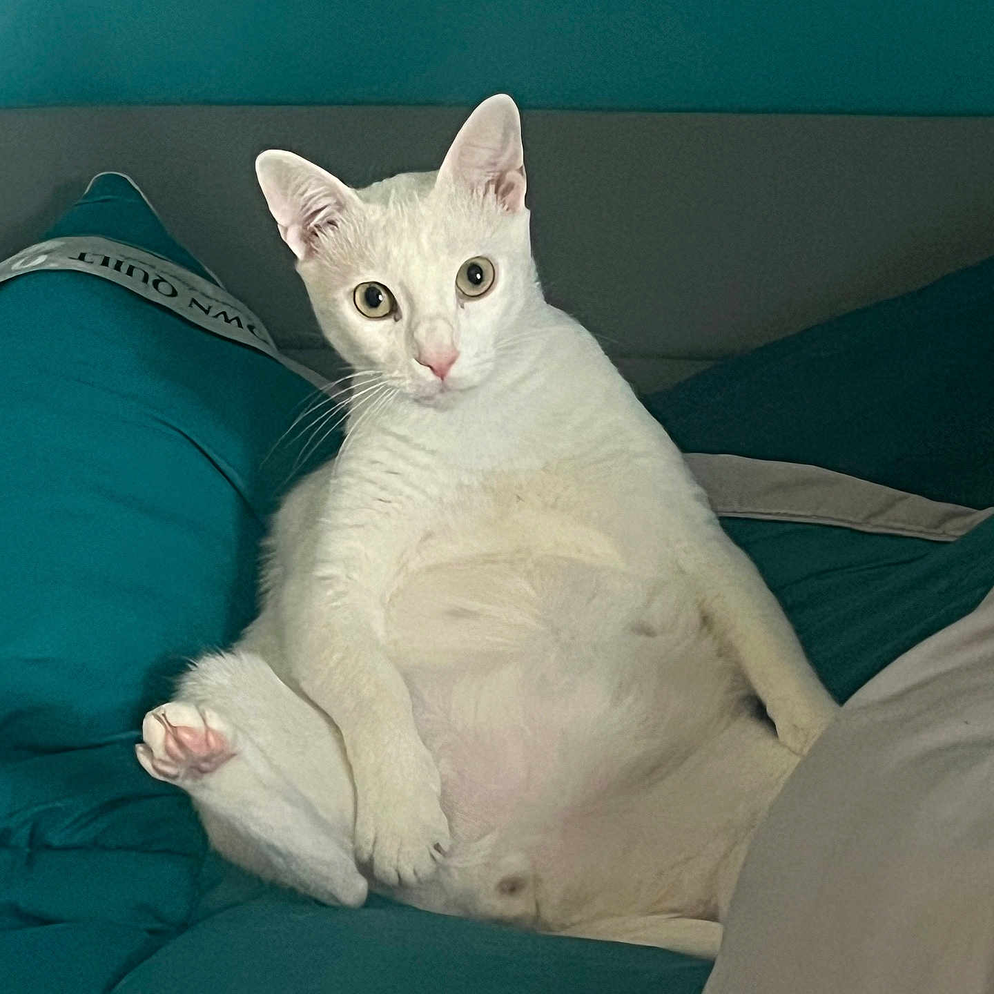 Mojito participe au concours pour gagner de l'argent avec cette photo : animal, cat, comfort, couch, curious, cute, ears, feline, funny_pose, fur, home, indoor, paw, pet, portrait, relaxed, sitting, teal, whiskers, white_cat
