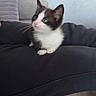 kitten, cat, black_and_white, cushion, pillow, indoor, curious, small, domestic_cat, feline, pet, cozy, home, floor, slippers, furniture, resting, whiskers, cute, soft
