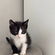Yara participe au concours pour gagner de l'argent avec cette photo : animal, black_and_white, cat, curious, cute, domestic_cat, fur, furniture, gray, indoor, kitten, ottoman, pet, portrait, sitting, small, soft, wall, whiskers, young