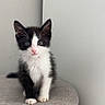 kitten, cat, black_and_white, tuxedo_cat, pet, animal, feline, young, small, curious, sitting, indoor, gray_background, ottoman, fur, whiskers, ears, cute, alert, portrait