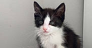 Yara a rejoint le concours — aidez-le/la à gagner de superbes lots ! kitten, cat, black_and_white, sitting, indoor, ottoman, furniture, pet, cute, small, young, animal, whiskers, ears, floor, gray, portrait, looking, curious, feline