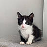 kitten, cat, black_and_white, sitting, indoor, ottoman, furniture, pet, cute, small, young, animal, whiskers, ears, floor, gray, portrait, looking, curious, feline