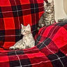 kitten, cat, pet, animal, feline, tabby, couch, blanket, plaid, red, black, indoor, cute, small, fur, whiskers, relaxed, sitting, young, cozy