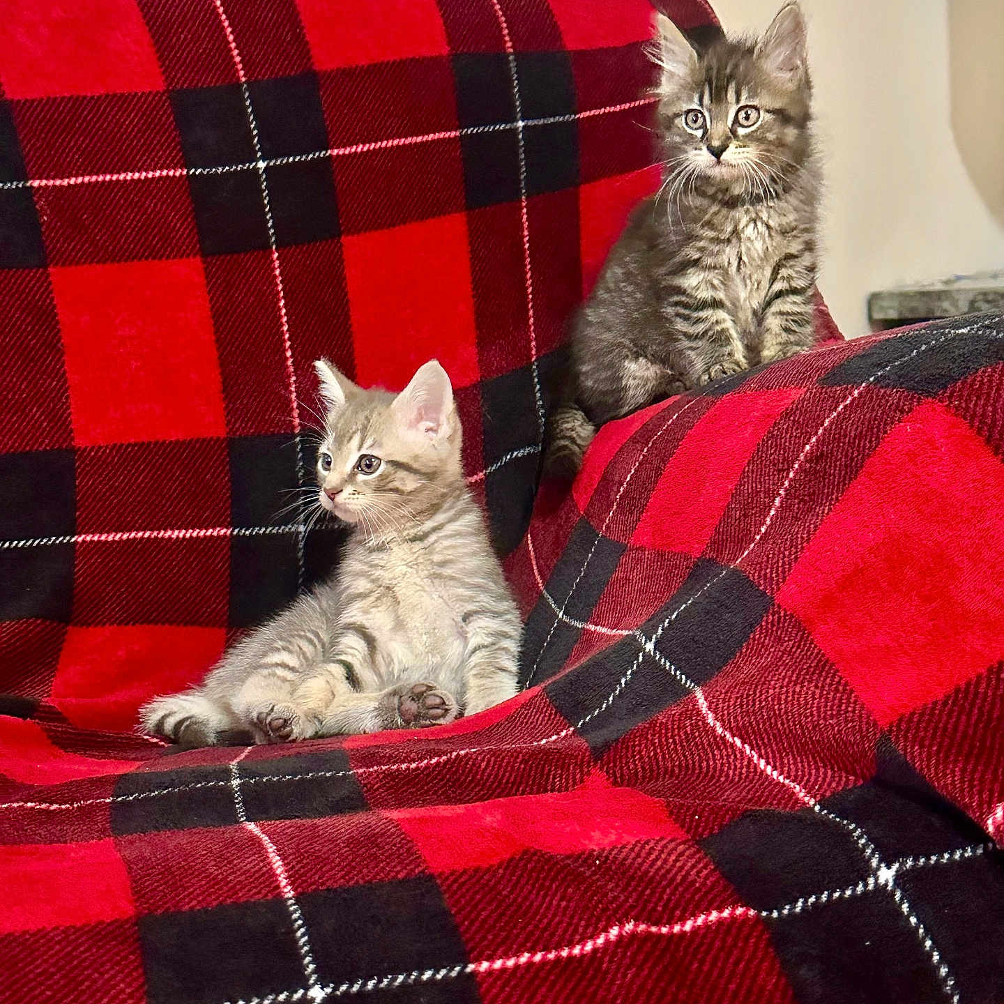 Maxi And Nova joined the competition — help win amazing prizes! kitten, cat, pet, animal, feline, tabby, couch, blanket, plaid, red, black, indoor, cute, small, fur, whiskers, relaxed, sitting, young, cozy