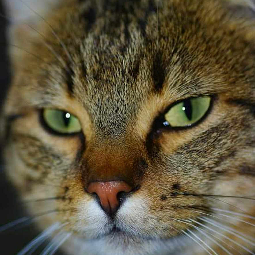 Paprika participe au concours pour gagner de l'argent avec cette photo : abyssinian, animal, cat, kitten, manx, pet, snout