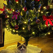 Neo a rejoint le concours — aidez-le/la à gagner de superbes lots ! cat, christmas_tree, ornaments, holiday, lights, decorations, fur, floor, wood_floor, ribbon, pine_cones, tree_skirt, indoor, cozy, festive, relaxing, pet, feline, warm_lighting, home