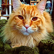 Arès a rejoint le concours — aidez-le/la à gagner de superbes lots ! animal, blanket, bookshelf, cat, cat_tree, close_up, cozy, domestic_cat, ears, feline, fluffy, fur, indoor, lamp, orange_cat, pet, portrait, relaxed, shelf, whiskers