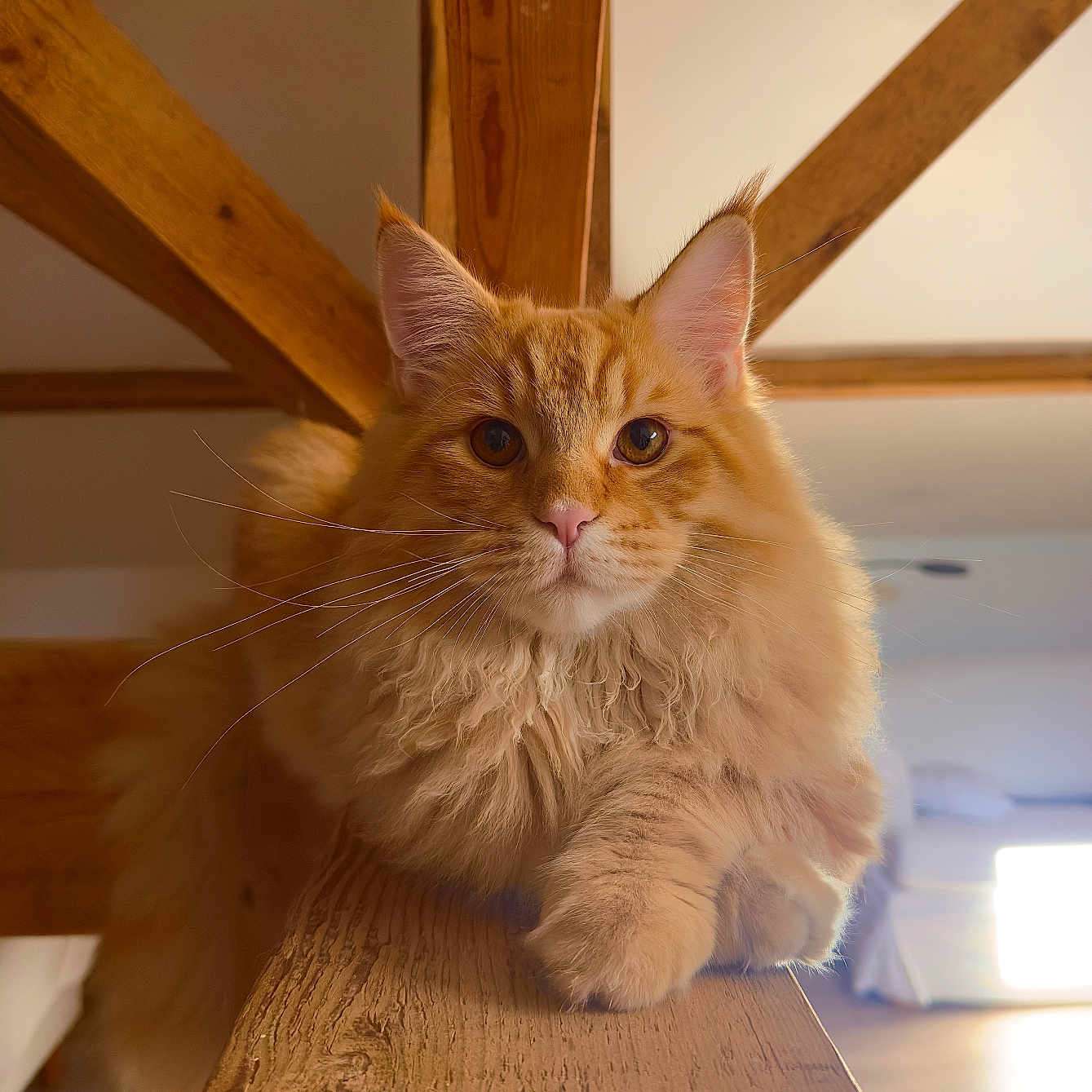 Arès a rejoint le concours — aidez-le/la à gagner de superbes lots ! animal, beam, cat, close_up, cozy, ears, feline, fluffy, fur, ginger_cat, home_interior, indoor, looking_at_camera, natural_light, paws, pet, relaxed, whiskers, wood, wooden_beam