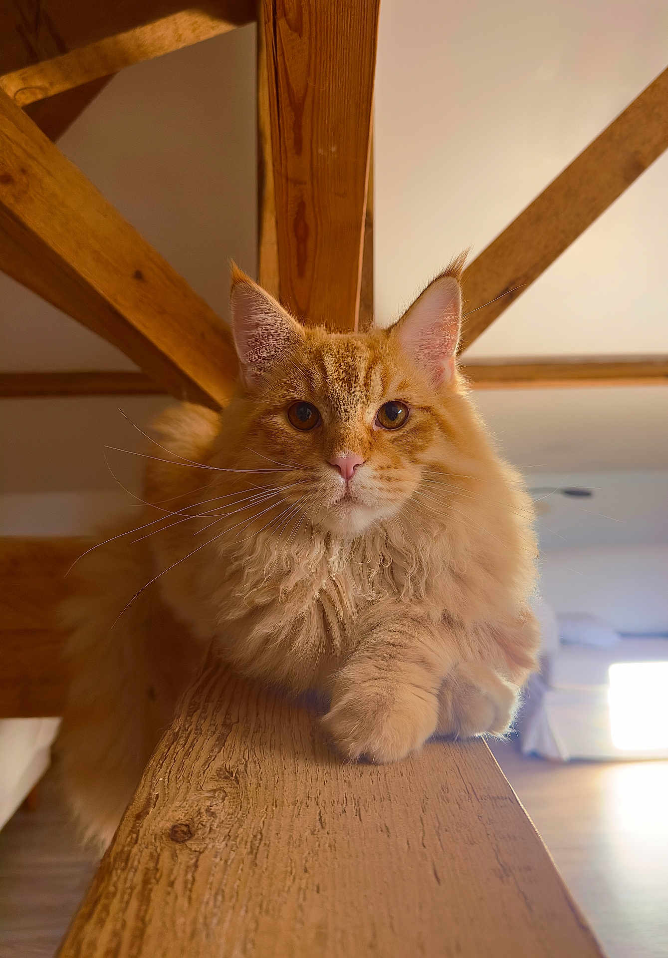 Arès a rejoint le concours — aidez-le/la à gagner de superbes lots ! cat, ginger_cat, fluffy, wooden_beam, indoor, pet, animal, close_up, feline, whiskers, ears, paws, fur, relaxed, looking_at_camera, natural_light, home_interior, wood, beam, cozy
