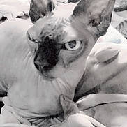 Néfertiti participe au concours pour gagner de l'argent avec cette photo : animal, blanket, cat, close_up, cozy, cute, domestic_animal, ears, feline, furry, hairless_cat, indoor, mysterious, pet, portrait, relaxed, resting, soft_texture, sphynx_cat, wrinkled_skin