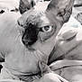 animal, blanket, cat, close_up, cozy, cute, domestic_animal, ears, feline, furry, hairless_cat, indoor, mysterious, pet, portrait, relaxed, resting, soft_texture, sphynx_cat, wrinkled_skin