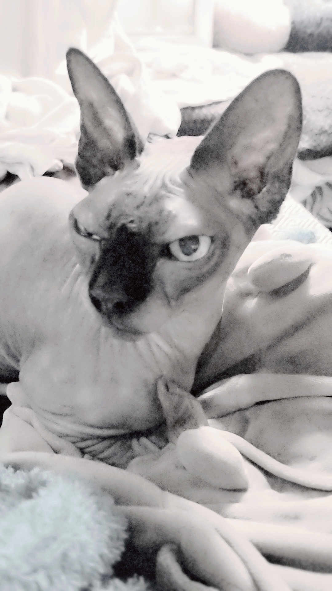 Néfertiti