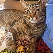 Aiden joined the competition — help win amazing prizes! cat, tabby_cat, pet, animal, feline, resting, indoor, blanket, patterned_blanket, colorful, fur, whiskers, ears, closeup, relaxed, companion, person, blue_jacket, paw, laying_down