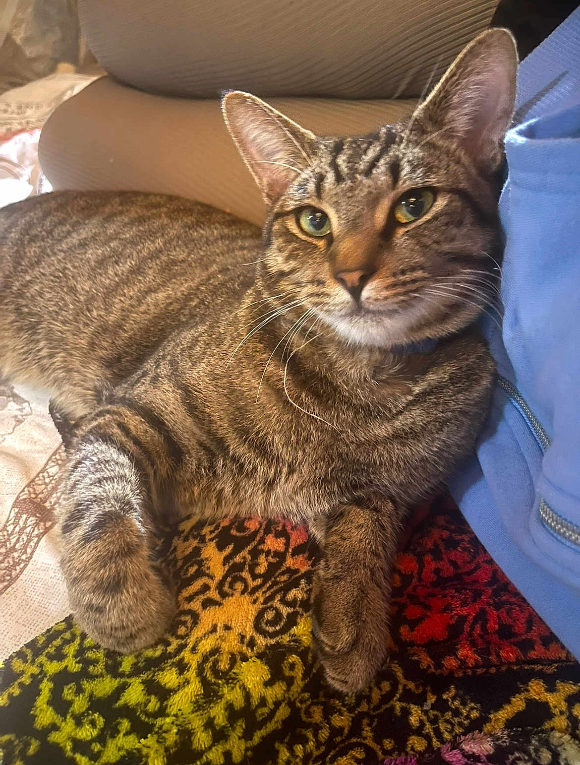 Aiden joined the competition — help win amazing prizes! cat, tabby_cat, pet, animal, feline, resting, indoor, blanket, patterned_blanket, colorful, fur, whiskers, ears, closeup, relaxed, companion, person, blue_jacket, paw, laying_down