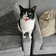 Tulip joined the competition — help win amazing prizes! armrest, black_and_white, cat, comfortable, couch, cozy, domestic_animal, feline, floor, fur, gray_furniture, green_eyes, household, indoor, living_room, mouth_open, pet, pillow, sitting, whiskers
