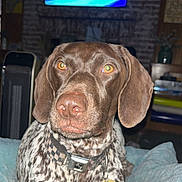 Bristol is registered to the contest to win money with this photo: dog, brown, white, speckled, collar, indoor, blanket, pet, animal, closeup, ears, amber_eyes, lying_down, domestic, furniture, television, living_room, cute, portrait, canine