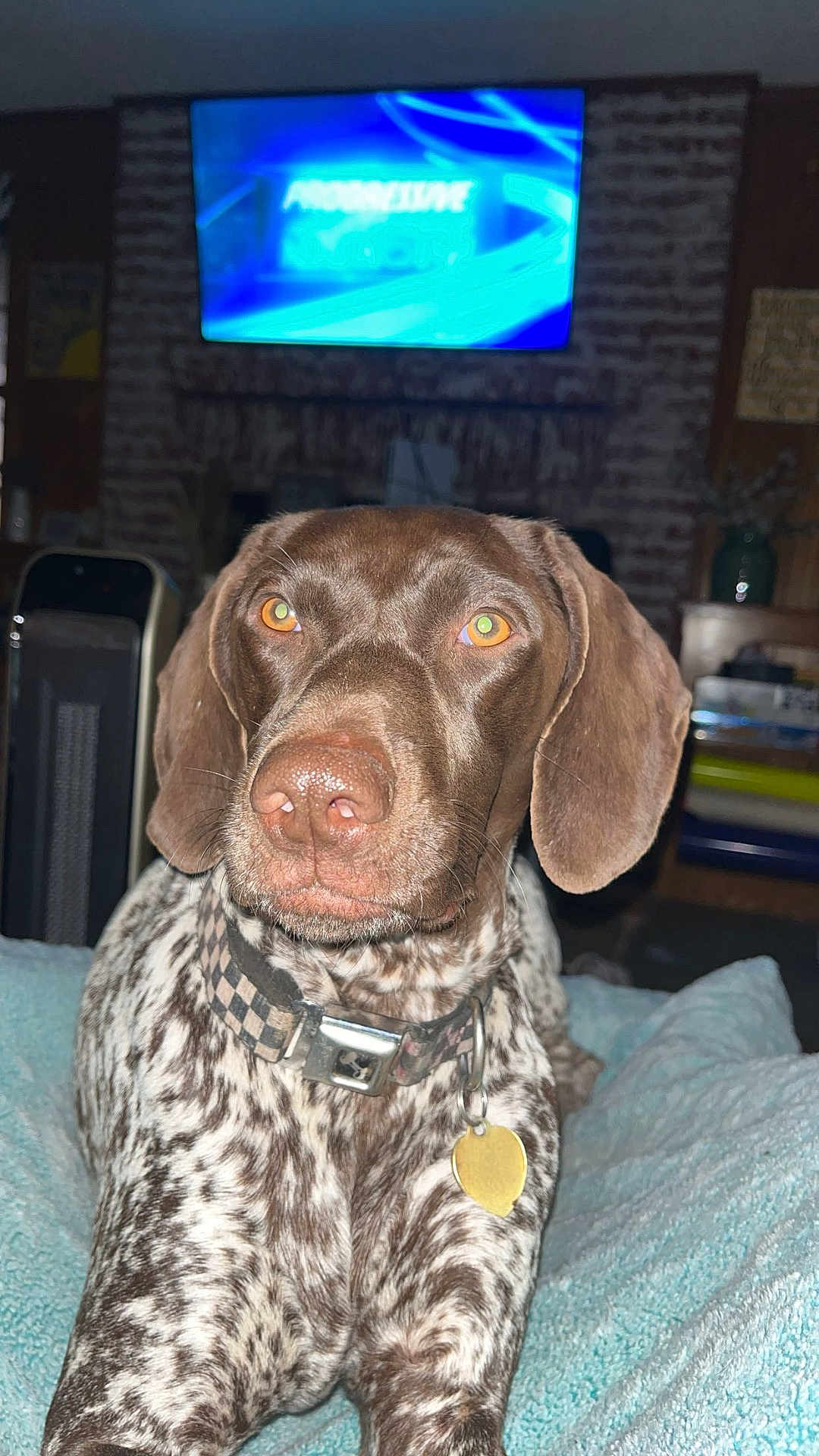 Bristol is registered to the contest to win money with this photo: dog, brown, white, speckled, collar, indoor, blanket, pet, animal, closeup, ears, amber_eyes, lying_down, domestic, furniture, television, living_room, cute, portrait, canine