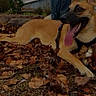 dog, german_shepherd, pet, animal, outdoor, autumn, leaves, fallen_leaves, garden, yard, grass, tan_fur, black_mask, open_mouth, tongue, pointed_ears, lying_down, collar, harness, human_legs