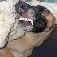 Moka participe au concours pour gagner de l'argent avec cette photo : dog, canine, pet, animal, close_up, portrait, toothy_grin, teeth, fangs, nose, eye, fur, short_hair, brown_fur, black_fur, lying_down, blanket, cozy, indoor, funny