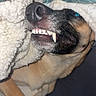 dog, canine, pet, animal, close_up, portrait, toothy_grin, teeth, fangs, nose, eye, fur, short_hair, brown_fur, black_fur, lying_down, blanket, cozy, indoor, funny