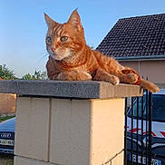 Simba participe au concours pour gagner de l'argent avec cette photo : cat, ginger_cat, orange_tabby, feline, pet, animal, portrait, outdoor, sunlight, blue_sky, rooftop, house, gate, pillar, wall, cars, relaxed, sitting, whiskers, alert