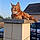 Simba