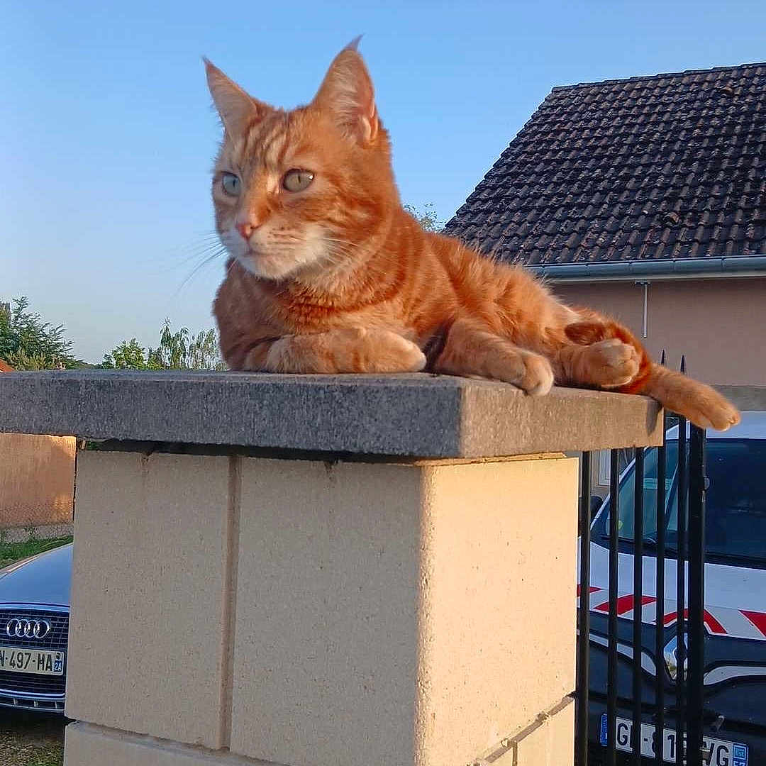 Simba participe au concours pour gagner de l'argent avec cette photo : cat, ginger_cat, orange_tabby, feline, pet, animal, portrait, outdoor, sunlight, blue_sky, rooftop, house, gate, pillar, wall, cars, relaxed, sitting, whiskers, alert