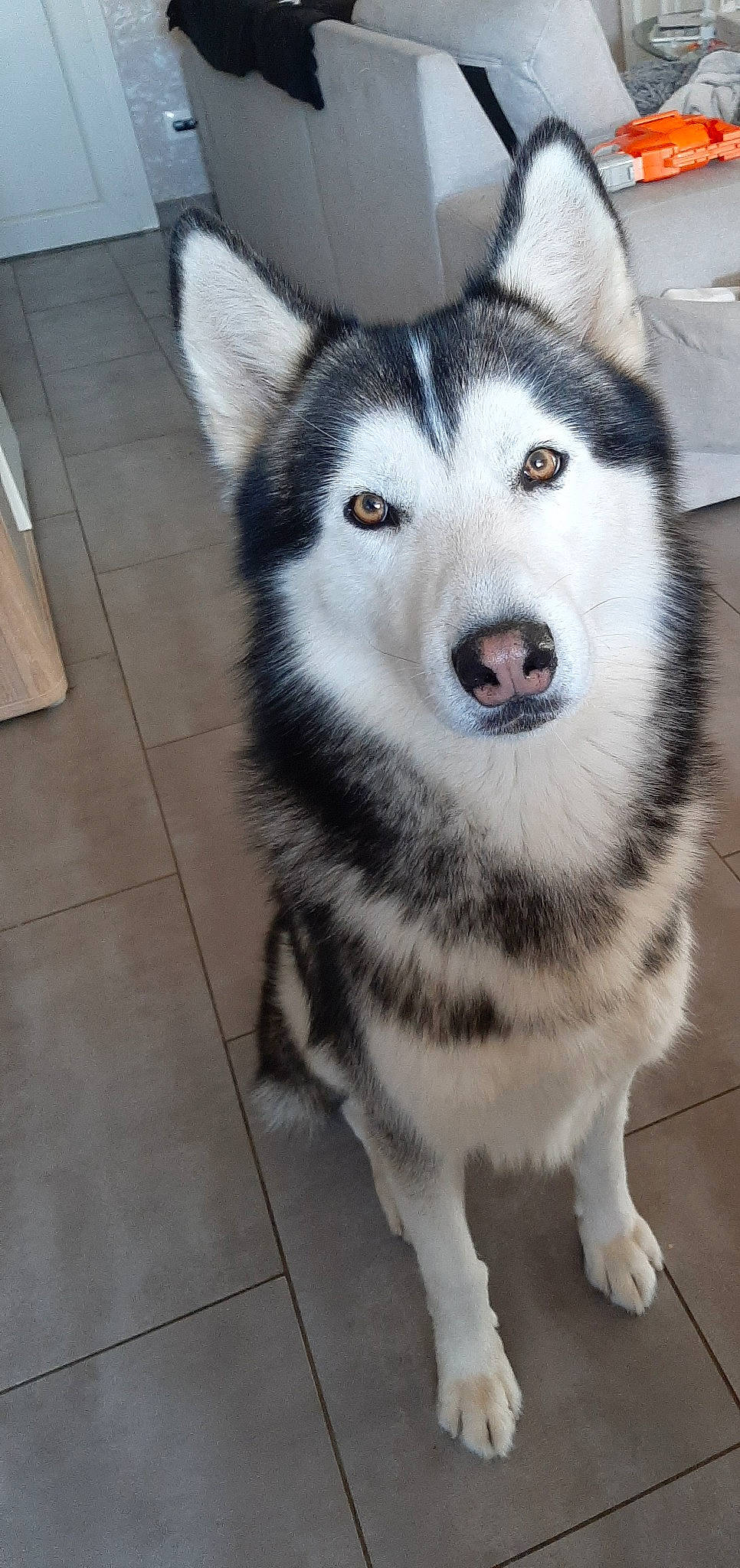Mango a rejoint le concours — aidez-le/la à gagner de superbes lots ! alaskan_malamute, canadian_eskimo_dog, canidae, carnivore, dog, dog_breed, mammal, miniature_siberian_husky, native_american_indian_dog, northern_inuit_dog, nose, saarloos_wolfdog, sakhalin_husky, seppala_siberian_sleddog, siberian_husky, sled_dog, snout, tamaskan_dog, vertebrate, wolfdog