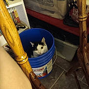 Ink joined the competition — help win amazing prizes! animal, black_and_white, blue_bucket, books, bucket, cat, curious, ears, eyes, face, floor, funny, furniture, household, indoors, pet, portrait, shelves, storage, wood