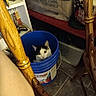 animal, black_and_white, blue_bucket, books, bucket, cat, curious, ears, eyes, face, floor, funny, furniture, household, indoors, pet, portrait, shelves, storage, wood