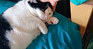 Ink is registered to the contest to win money with this photo: cat, black_and_white, pet, animal, paw, fur, relaxed, indoor, blanket, hand, human, cuddle, comfort, bed, resting, cozy, feline, pink_paw, turquoise, touch