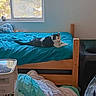 cat, bed, blanket, window, plush_toy, furniture, indoor, blue_bedspread, wooden_bed_frame, sunlight, relaxed, pet, animal, cozy, room, soft_toys, pillow, sleeping_area, domestic, resting
