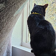 Dude is registered to the contest to win money with this photo: cat, black_cat, window, windowsill, curtain, yellow_collar, indoor, pet, feline, fur, tail, looking_out, daylight, animal, domestic_animal, wall, quiet, resting, side_view, house