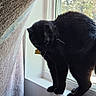 Dude is registered to the contest to win money with this photo: black_cat, cat, windowsill, window, curious, indoor, pet, animal, feline, fur, natural_light, blanket, texture, looking_down, cozy, domestic, whiskers, ears, tail, quiet