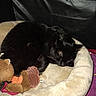 animal, bed, black_cat, blanket, cat, comfort, cozy, cute, domestic_pet, feline, fur, indoor, leather, nap, pet_bed, plush_toy, relaxation, resting, sleeping, toys