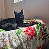 Dude is registered to the contest to win money with this photo: black_cat, cat, animal, pet, indoor, window, blanket, floral_pattern, furniture, resting, relaxed, sunlight, natural_light, wall, cozy, domestic, cute, whiskers, ears, fur