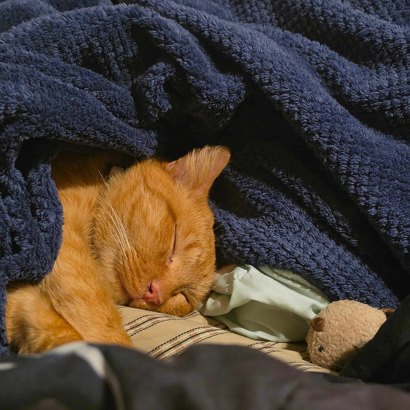 Sherbert joined the competition — help win amazing prizes! cat, orange_cat, sleeping, sleepy, pet, animal, feline, whiskers, ears, fur, blanket, bed, cozy, indoors, bedroom, teddy_bear, plush_toy, relaxed, nap, close_up