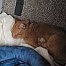 Sherbert is registered to the contest to win money with this photo: cat, orange_cat, sleeping, sleepy, curled_up, pet, furry, whiskers, ears, collar, indoor, cozy, blanket, cushion, carpet, blue_blanket, resting, relaxed, closeup, home